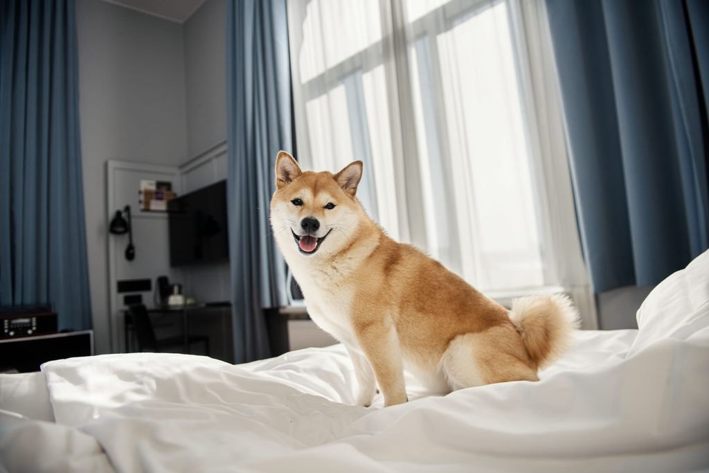 HusdjurrvlkomnapallasvenskaScandichotell.png.jpeg