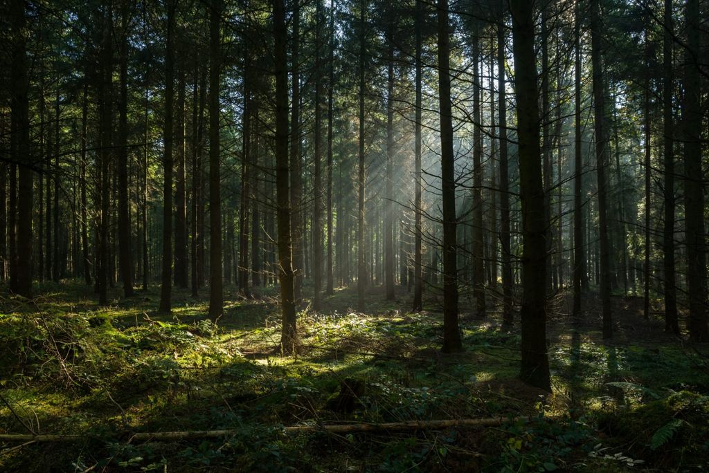 ScandicBrandforest.jpeg