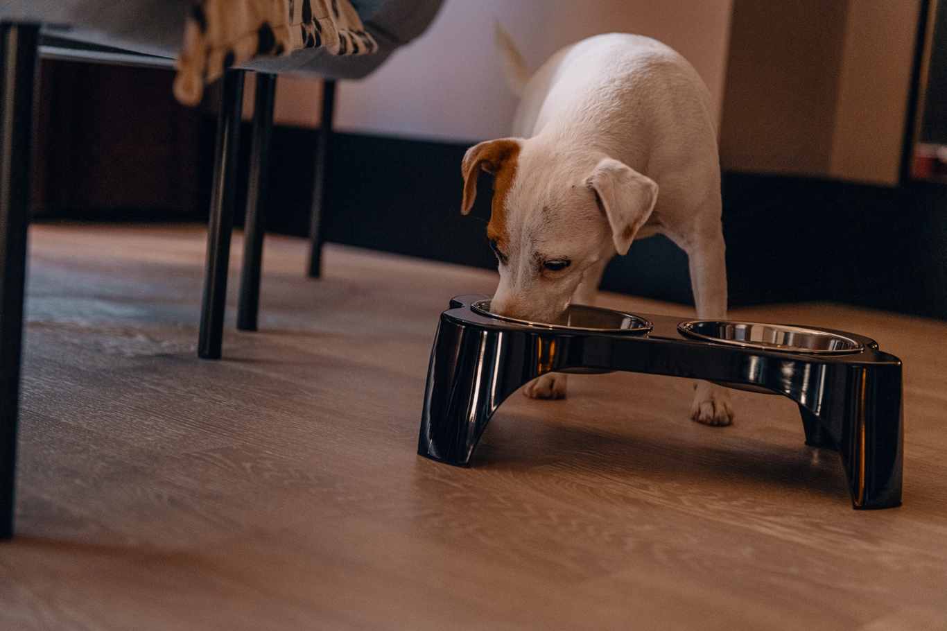 Scandic pet 1