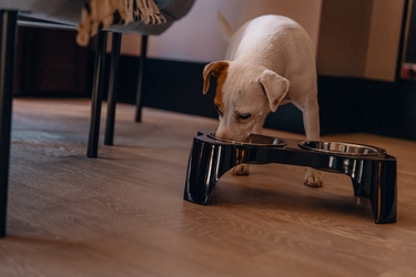 Scandic pet 1.jpg